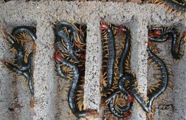 Mesobuthus Martensi(centipede) in Bricks