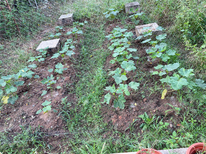 Dysdercus cingulatus(cottonstainer) in okra plants