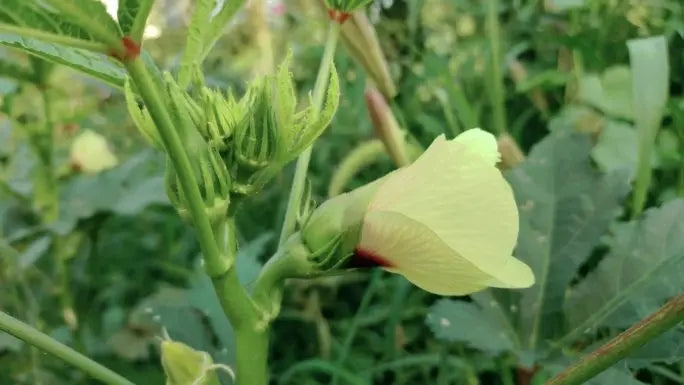 Dysdercus cingulatus(cottonstainer) in okra plants