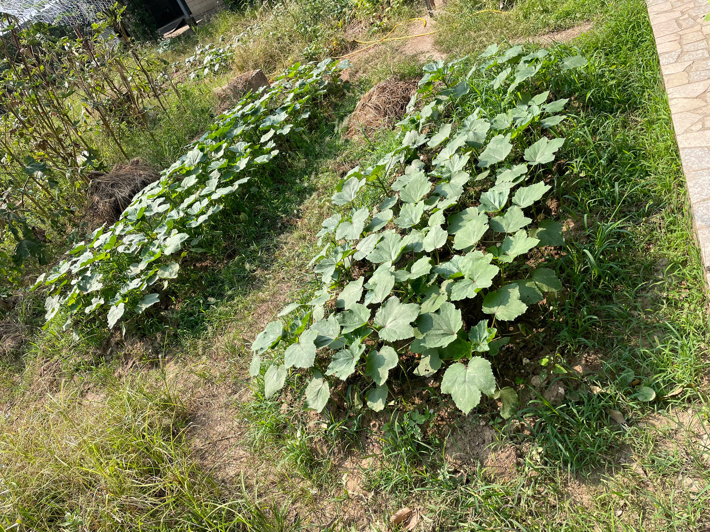 Dysdercus cingulatus(cottonstainer) in okra plants