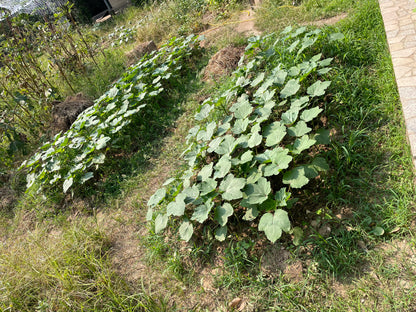 Dysdercus cingulatus(cottonstainer) in okra plants