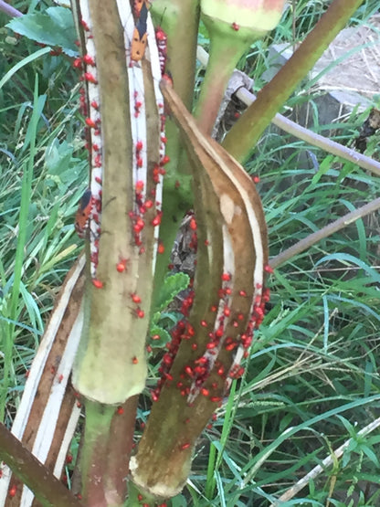 Dysdercus cingulatus(cottonstainer) in okra plants