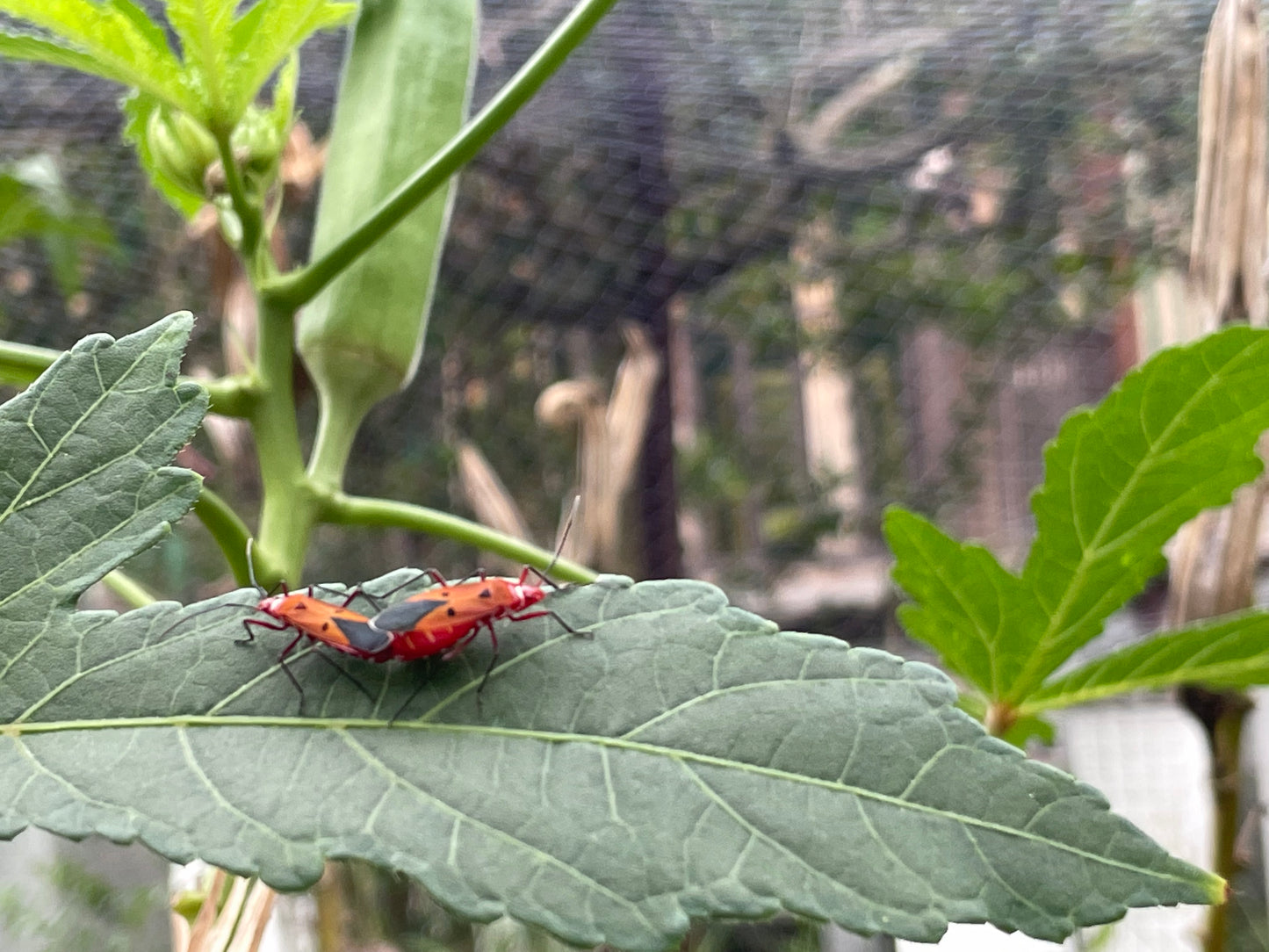 Dysdercus cingulatus(cottonstainer) in okra plants