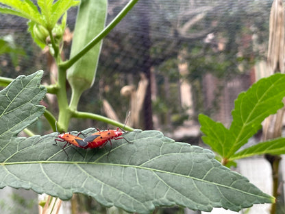 Dysdercus cingulatus(cottonstainer) in okra plants