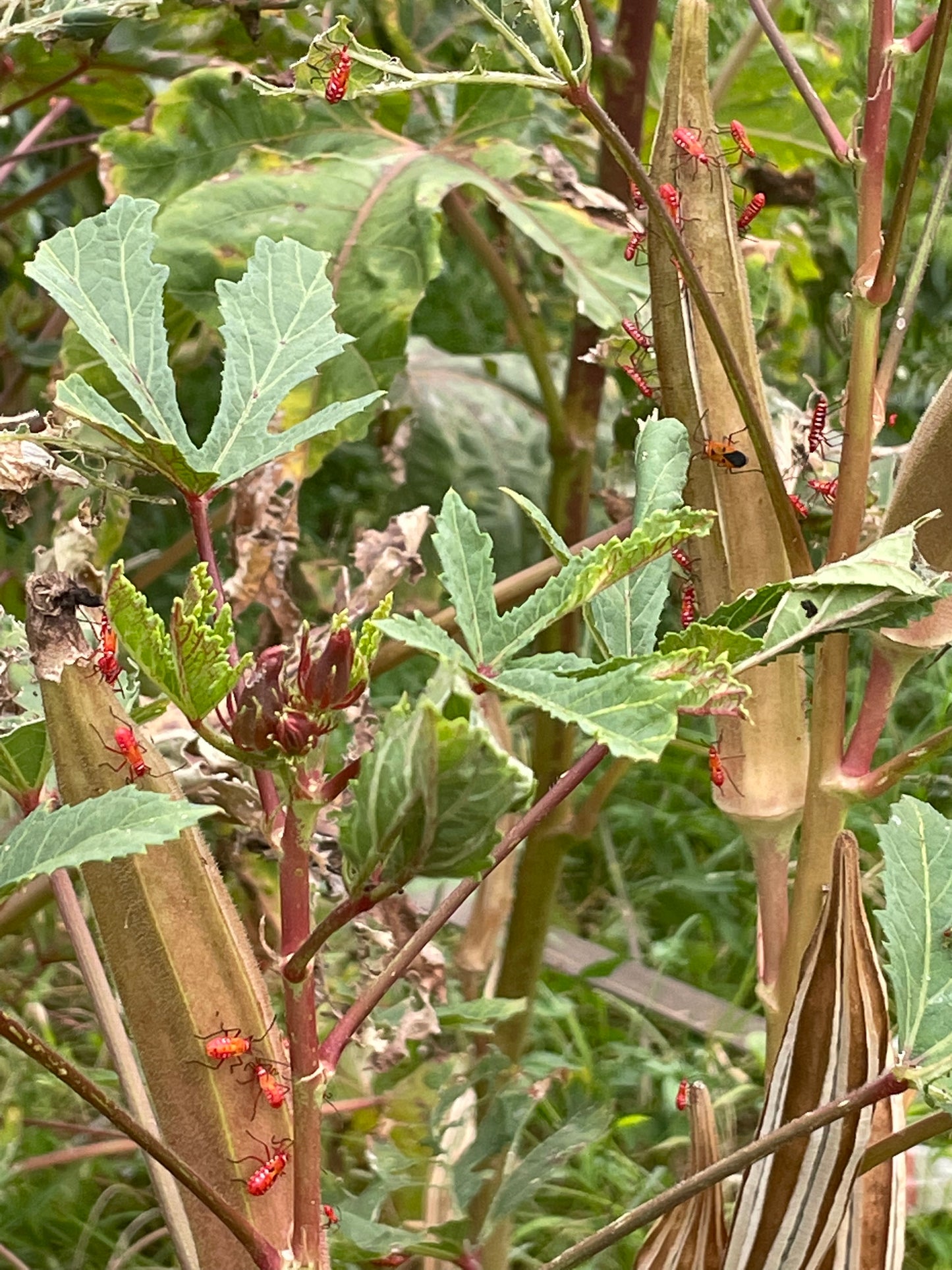 Dysdercus cingulatus(cottonstainer) in okra plants