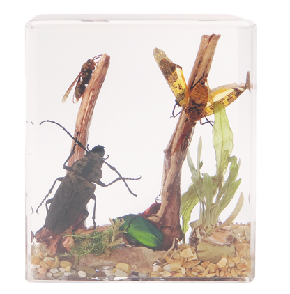 Acrylic Insects in Nature  100x50x122mm³