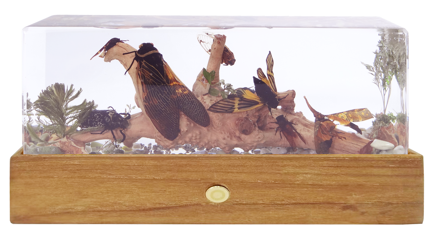 Acrylic Insects in Nature  240x68x92 mm³