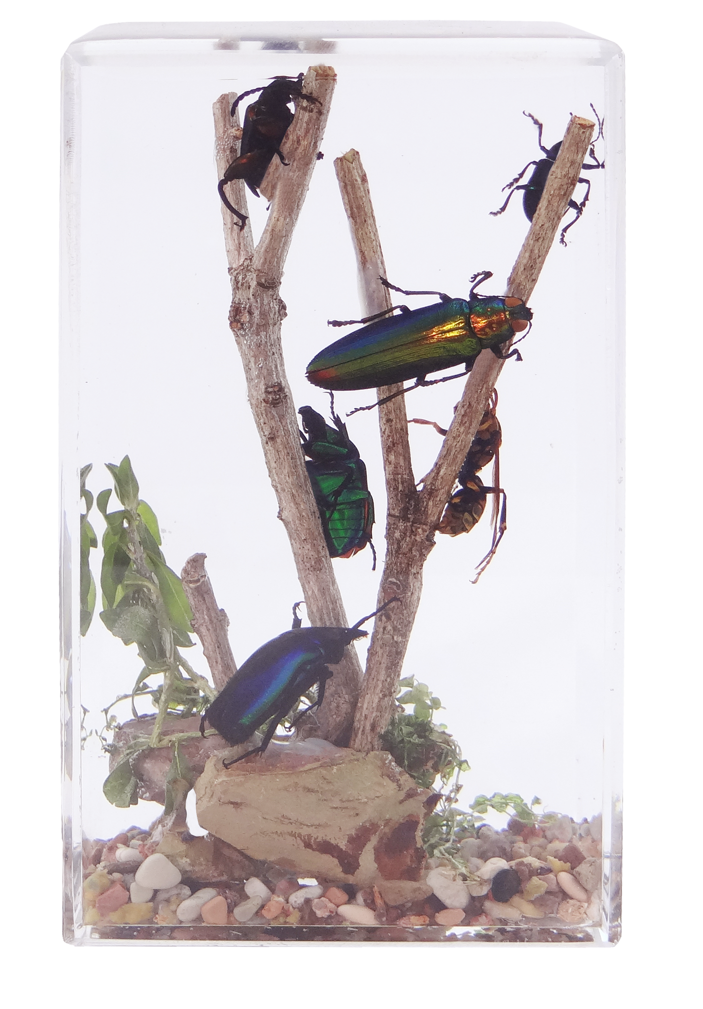 Acrylic Insects in Nature   70X50X122 mm³