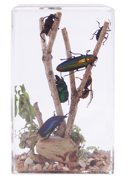 Acrylic Insects in Nature   70X50X122 mm³