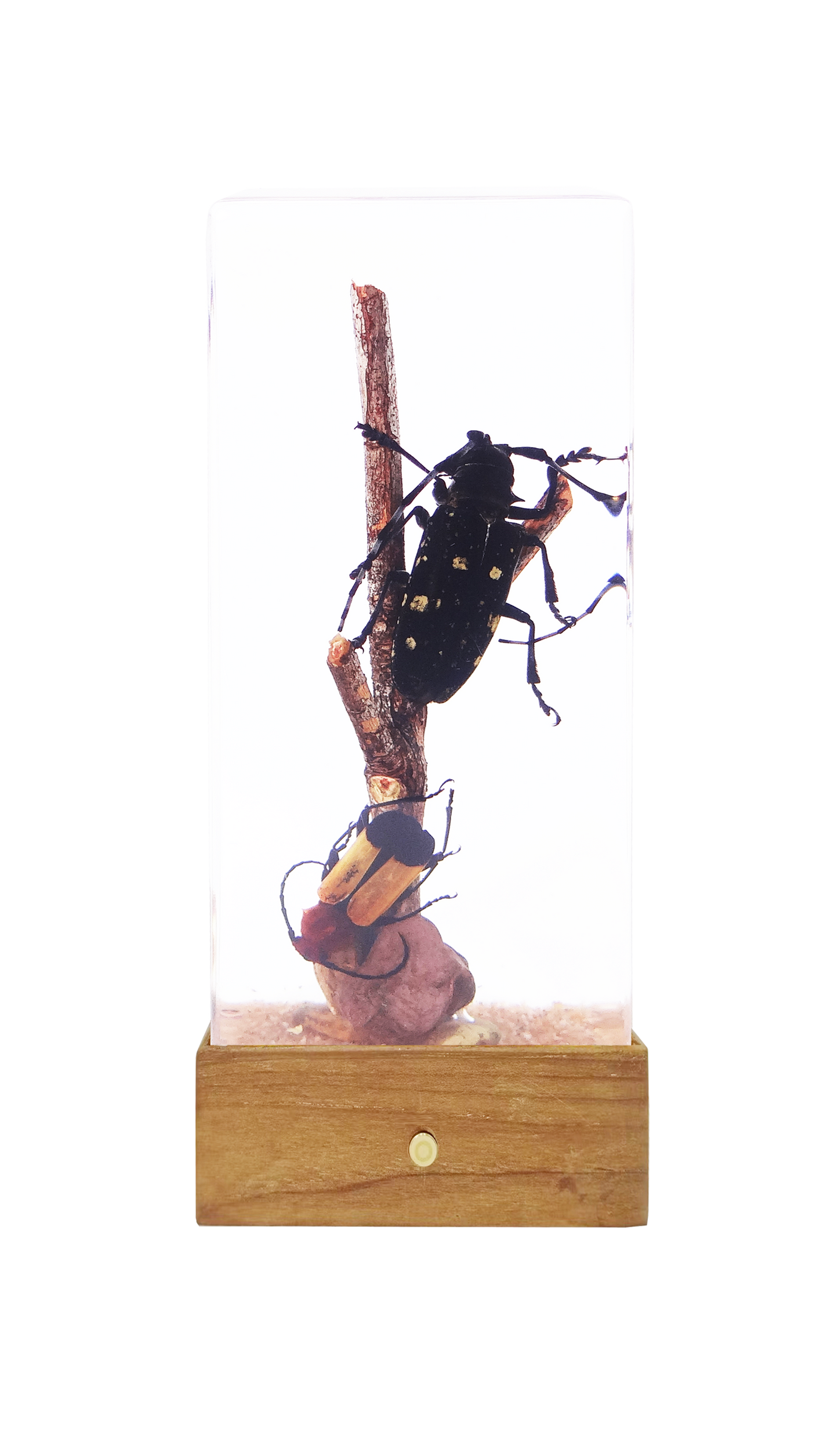 Acrylic Insects in Nature   110x45x28 mm³