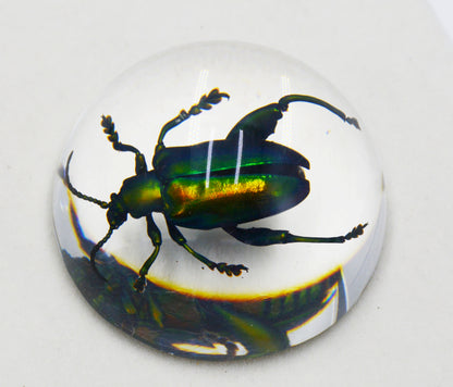 Acrylic Frog Beetle in Semi-Sphere