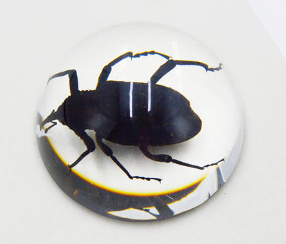 Acrylic Frog Beetle in Semi-Sphere