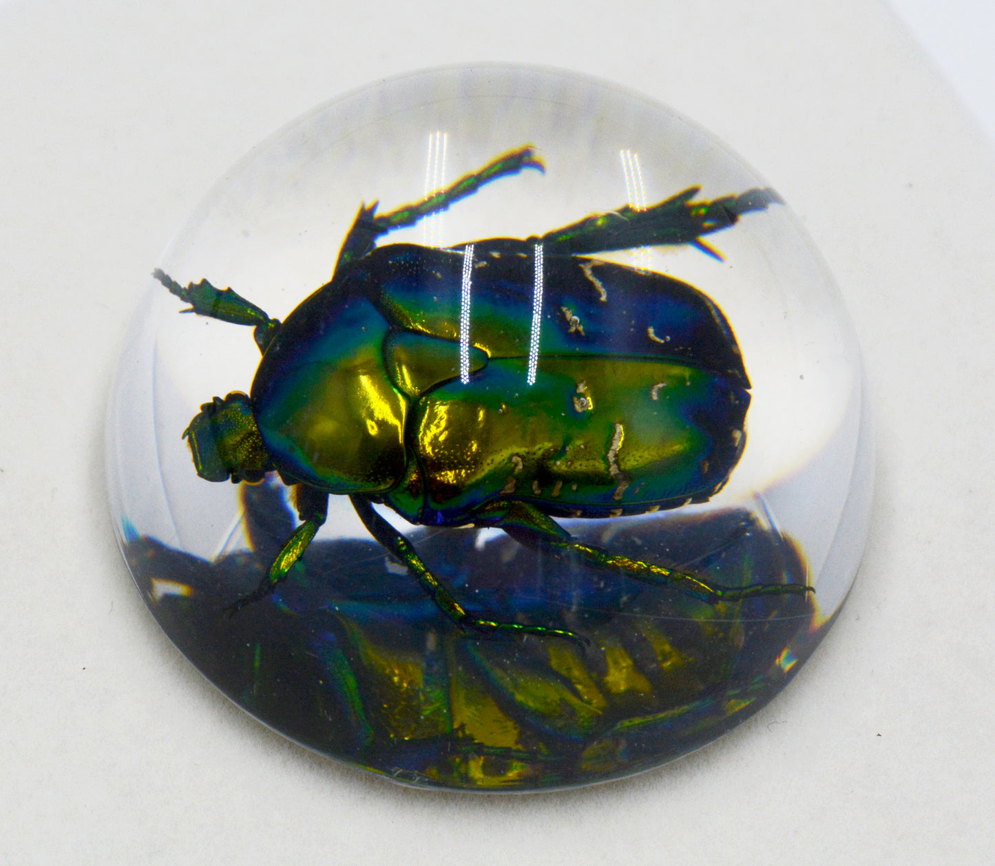 Acrylic Frog Beetle in Semi-Sphere