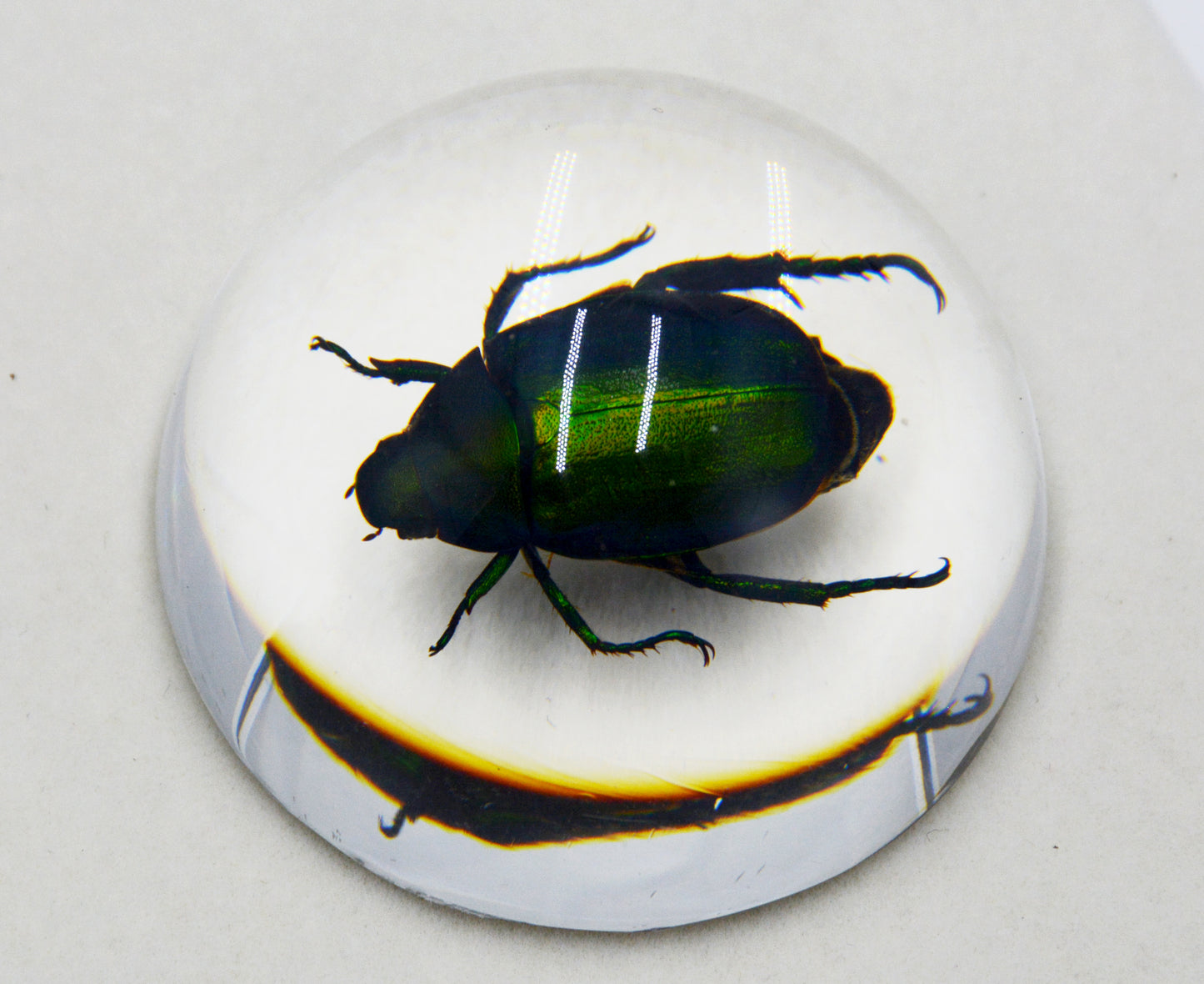 Acrylic Frog Beetle in Semi-Sphere