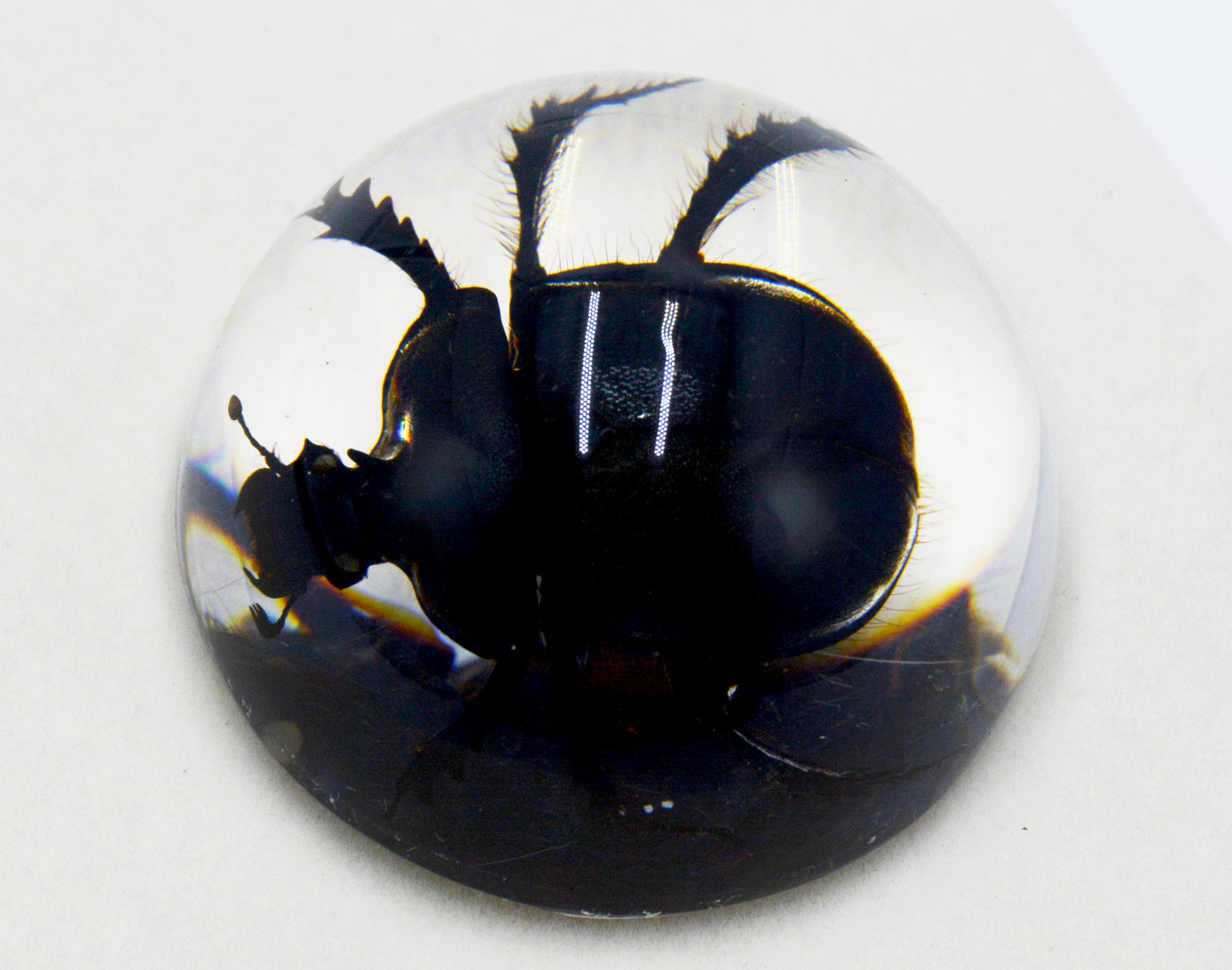 Acrylic Frog Beetle in Semi-Sphere