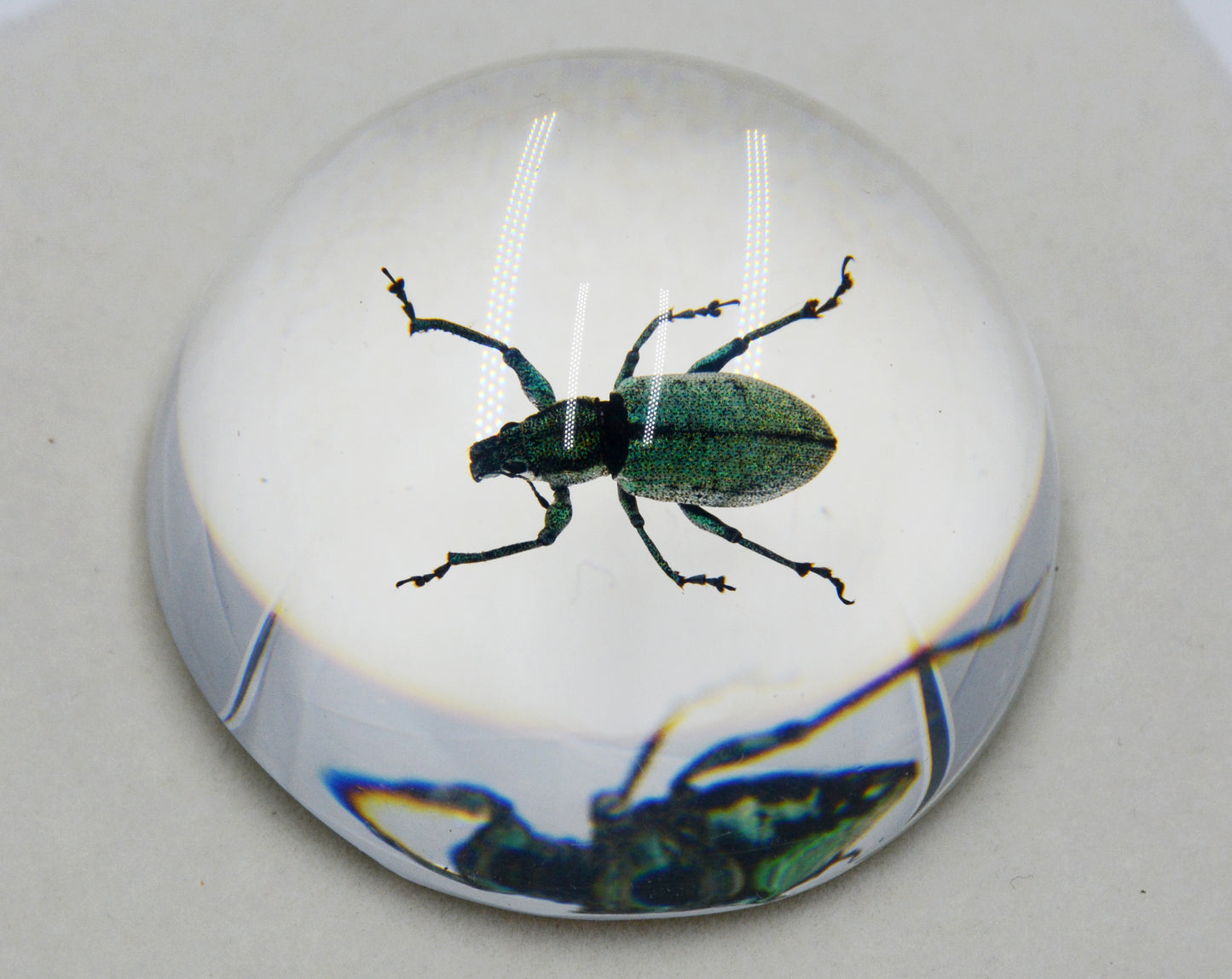 Acrylic Frog Beetle in Semi-Sphere