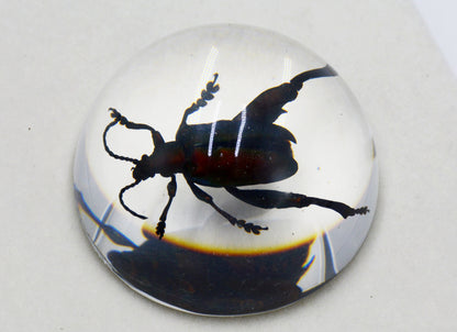 Acrylic Frog Beetle in Semi-Sphere