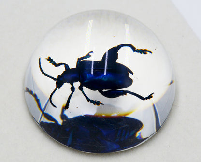 Acrylic Frog Beetle in Semi-Sphere