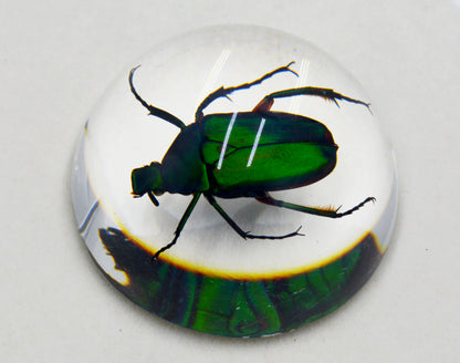 Acrylic Frog Beetle in Semi-Sphere