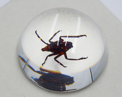 Acrylic Frog Beetle in Semi-Sphere