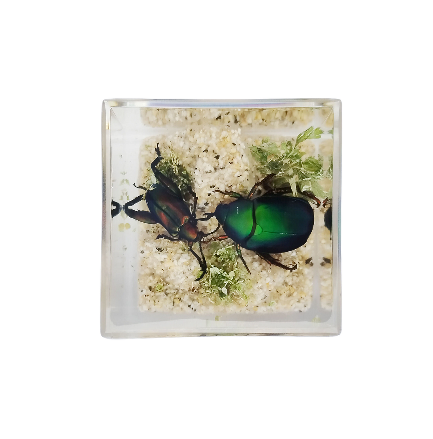 Acrylic  Insects in Nature  50x50x50 mm³