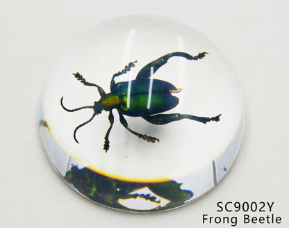 Acrylic Frog Beetle in semi-Sphere