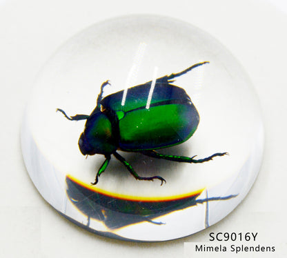 Acrylic Frog Beetle in Semi-Sphere