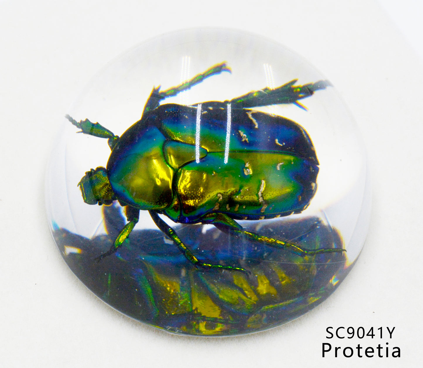 Acrylic Frog Beetle in semi-Sphere