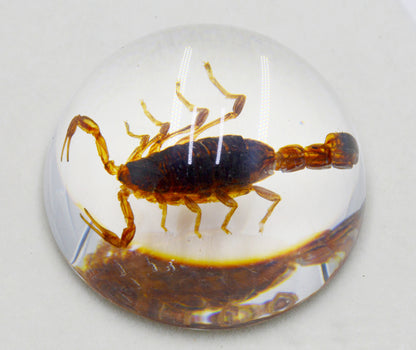 Acrylic Frog Beetle in semi-Sphere