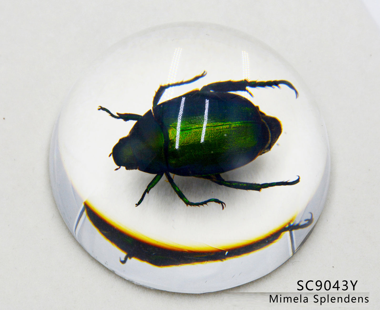 Acrylic Frog Beetle in semi-Sphere