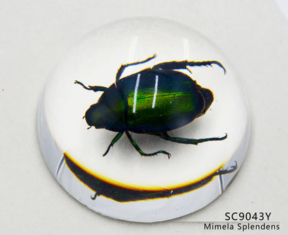 Acrylic Frog Beetle in semi-Sphere