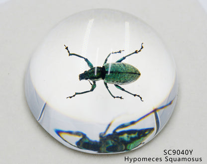 Acrylic Frog Beetle in semi-Sphere