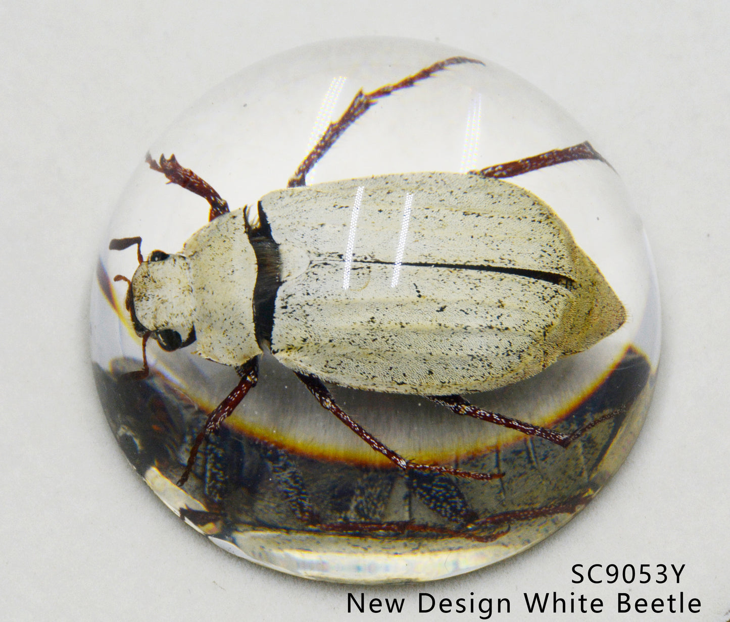 Acrylic Frog Beetle in semi-Sphere