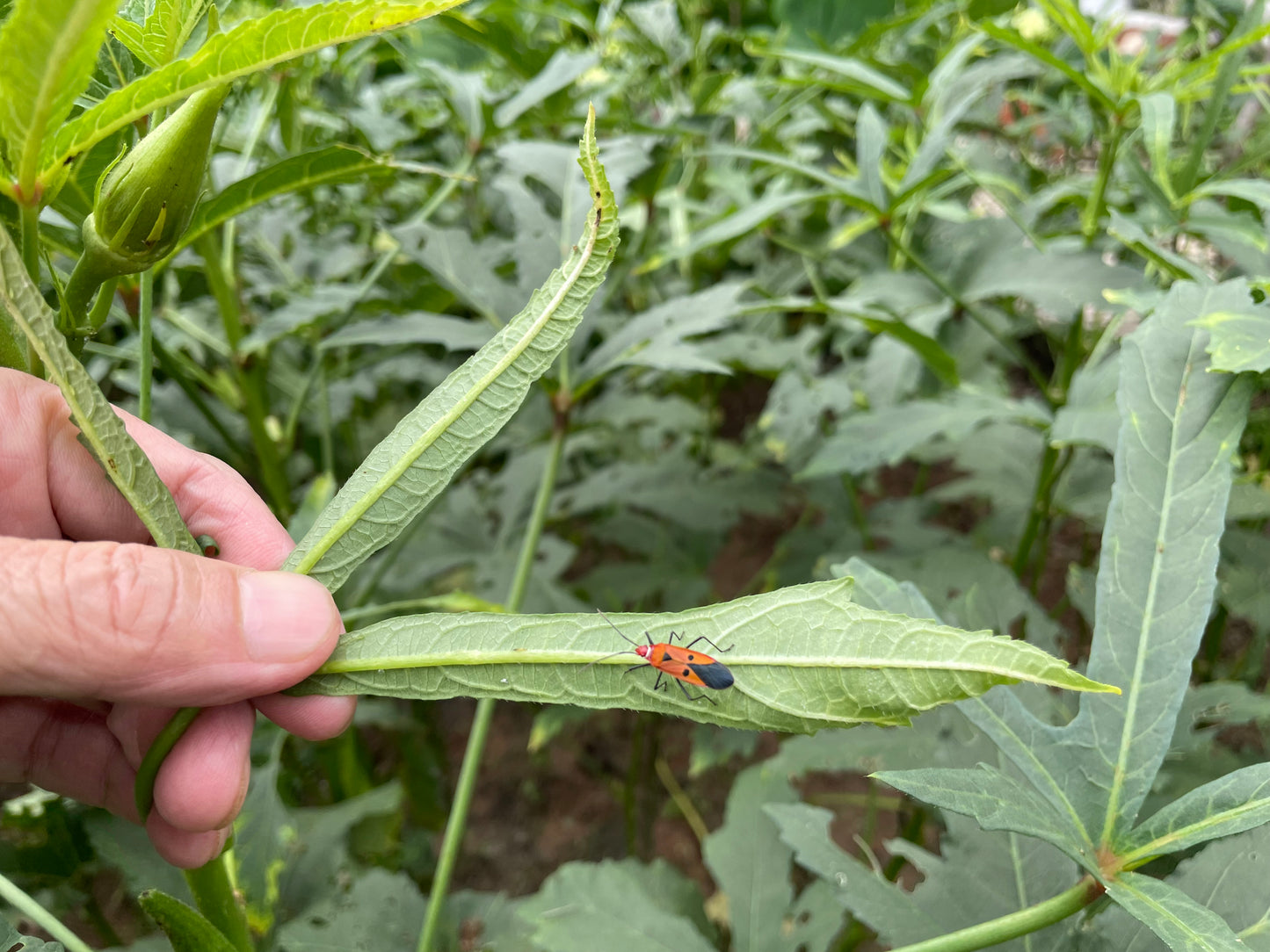 Dysdercus cingulatus(cottonstainer) in okra plants