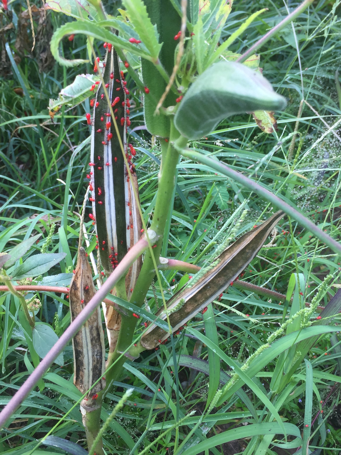 Dysdercus cingulatus(cottonstainer) in okra plants