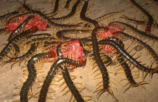 Mesobuthus Martensi(centipede) in Bricks