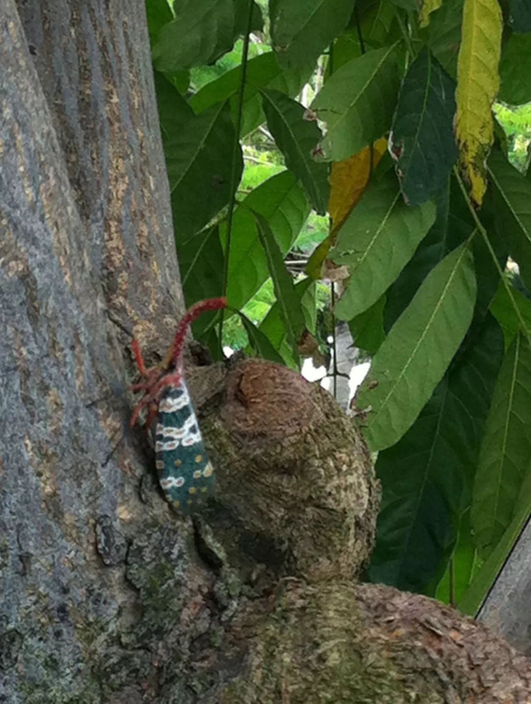 Pyrops cf Candelaria(Lantern-fly）in Longan  Trees