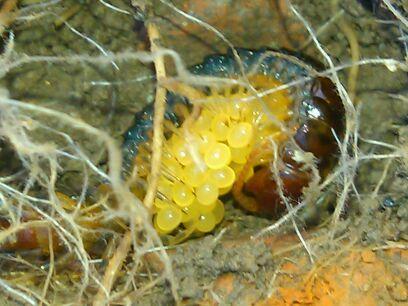 Mesobuthus Martensi(centipede) in Bricks